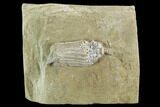 Bargain, Crinoid (Macrocrinus) Fossil - Crawfordsville, Indiana #94455-1